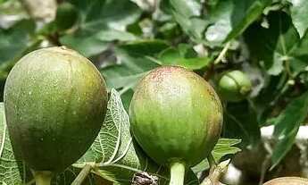 Imagem 6: Chácara em Ibiúna