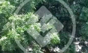 Imagem 2: FAZENDA COM ESTRUTURA PARA PISCICULTURA E EUCALIPTO - R$ 3.200.000,00 - SANTO ANTONIO LEVE