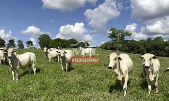 Imagem 3: Fazenda 21,5 alqueires (104,06 hectares) São Luis de Montes Belos - Go