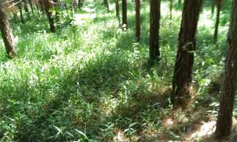 Imagem 3: Fazenda em registro s.p 140 alqueires 21.000.000.00 ( edis