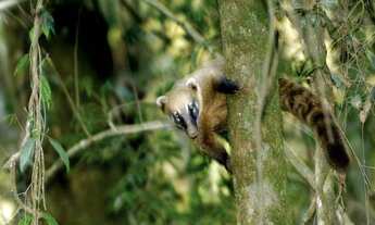 Imagem 6: Lote/terreno Declive a Venda com 490m2 - GENESIS II - Alphaville - Stna. de Parnaíba - SP