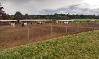 Imagem 2: Fazenda com 58,5 alqueires / lavoura e gado
