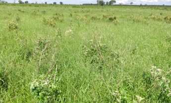 Imagem 4: Fazenda em Ribas do Rio Pardo