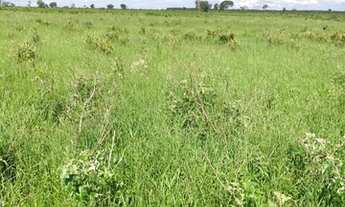 Imagem 2: Fazenda em Ribas do Rio Pardo