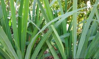 Imagem 7: SANTANA DE PARNAíBA - Terreno Padrão - Morada do Sol