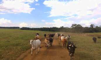 Imagem 5: Fazenda com 58,5 alqueires / lavoura e gado