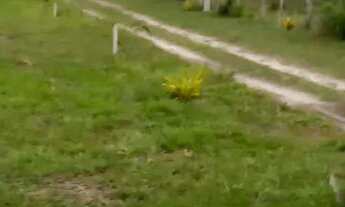 Imagem 3: Chácaras próximas á praia . Prado. Bahia