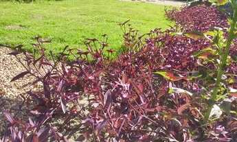 Imagem 6: Sobrado próx Quartier