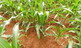 Imagem 2: Fazenda com 100 alqueires em Itatinga - SP (Nogueira Imóveis Rurais