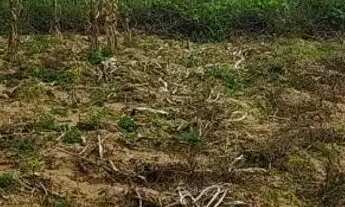 Imagem 4: Terreno de 725m² plano, cercado e escriturado no Sitio do Conde - BA