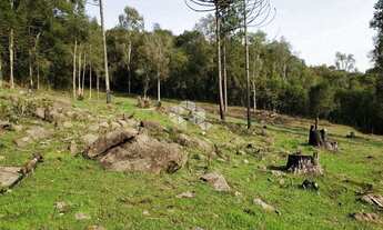 Imagem 14: Vendo chácara com 2 casa e muitas árvores frutíferas na Parada Crístal em Caxias do Sul
