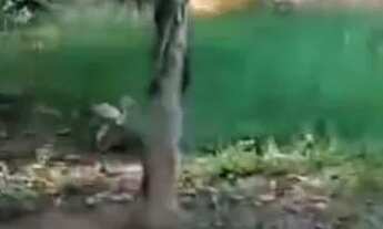 Imagem 7: Vendo chácara Casa com 2 dormitórios