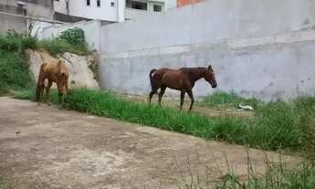 Imagem 2: Terreno à venda, Campestre - Santo André/SP