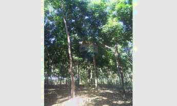 Imagem 4: Lotes de 5 hectares com plantação de mogno africano a ser negociado a parte , há mais de 1