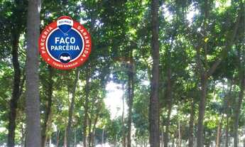 Imagem: Lotes de 5 hectares com plantação de mogno