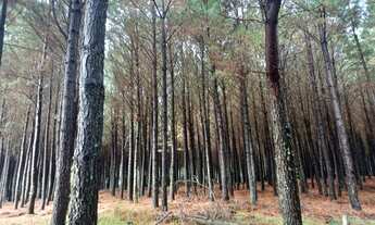 Imagem 2: Venda de toras Fazenda / sítio com venda por R$100.000