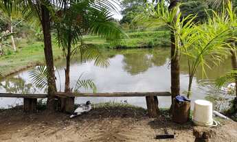 Imagem 6: Sítio pronto para engorda de peixes e com produção de Palmitos Pupunha (Willian Ricardo