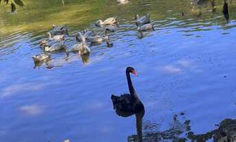 Imagem 4: Casa de Condomínio a venda-Ecoville -04 suítes-área gourmet-piscina, Araçariguama SP