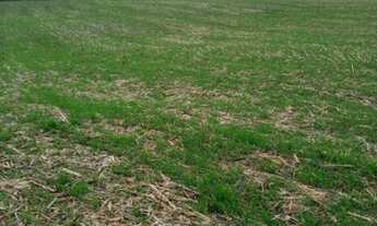 Imagem 3: Linda fazenda na agricultura em Taquarituba - SP
