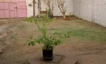 Imagem 2: Casa - Alugar Casa com 3 dormitórios