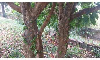 Imagem 5: Chácara MAIRIPORÃ - SP