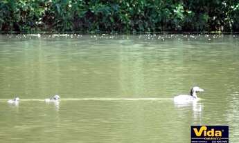 Imagem 4: Barueri - Casa de Condomínio - Alphaville