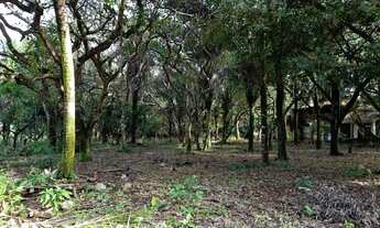 Imagem 3: TERRENO 16 HECTARES EM MARUDÁ