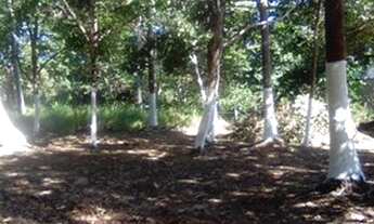 Imagem 4: Vendo Lote/Terreno em Imbassai a 200 metros da praia