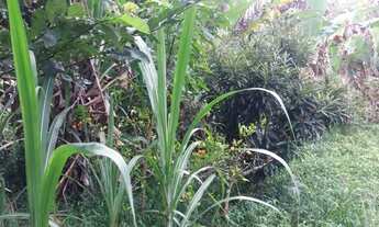 Imagem 4: Lindo terreno plano de 800 m² à venda, no Bairro dos Freitas SJC