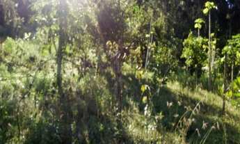 Imagem 4: Sítio.!! st426 Chácara com venda por R$280.000