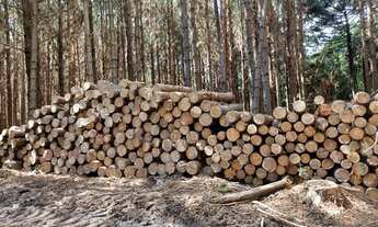 Imagem 4: Venda de toras Fazenda / sítio com venda por R$100.000