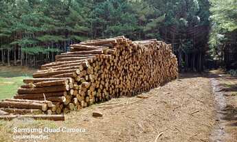 Imagem 3: Venda de toras Fazenda / sítio com venda por R$100.000