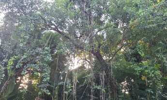 Imagem 3: Area /Terreno com mato e com pouco de arvores e fundo para rio