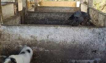 Imagem 4: Sítios à venda em Tietê/SP - Compre o seu sítios aqui!