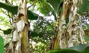 Imagem 5: Chácaras à venda em Charqueada/SP - Compre o seu chácaras aqui!