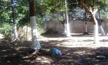 Imagem 3: Vendo Lote/Terreno em Imbassai a 200 metros da praia