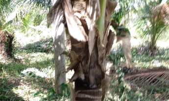 Imagem 6: Vendo Chácara com venda por R$40.000