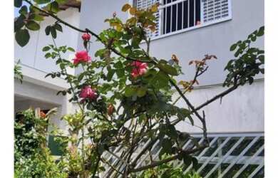 Imagem 3: Sobrado residencial para venda Burgo Paulista