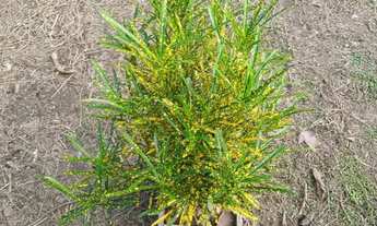 Imagem 7: Vendo ou troco um sítio localizado no janaoca comunidades do italiano