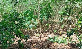 Imagem 7: Vendo terreno de limão