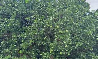 Imagem 3: Fazenda de 404 alqueres na região da cidade de Fernandópolis - SP