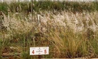 Imagem 5: Terreno à venda em Centro, Monte mor cod:TE005059