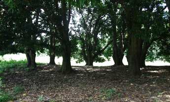 Imagem 5: Chácara próxima ao Rio das Velhas em Curvelo