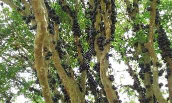 Imagem 4: CHÁCARA BEIRA RIO