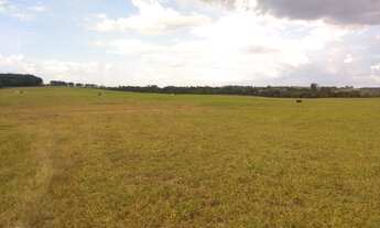 Imagem 7: Fazenda com 58,5 alqueires / lavoura e gado