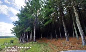 Imagem 6: Venda de toras Fazenda / sítio com venda por R$100.000