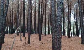 Imagem 7: Venda de toras Fazenda / sítio com venda por R$100.000