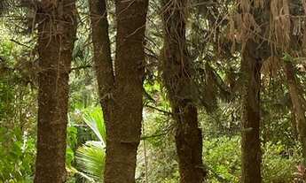 Imagem 3: Vendo sítio 2 km do centro santa Leopoldina