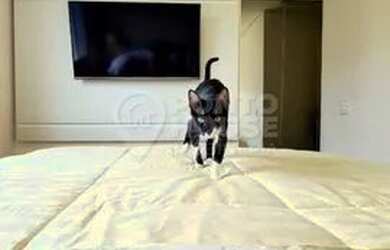 Imagem 8: Apartamento à venda 100m², 3 Dormitórios. Suíte, Varanda Gourmet, 2 Vagas, Lazer