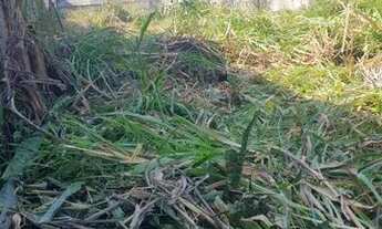 Imagem: Terreno para Venda em Florianópolis, Ingleses